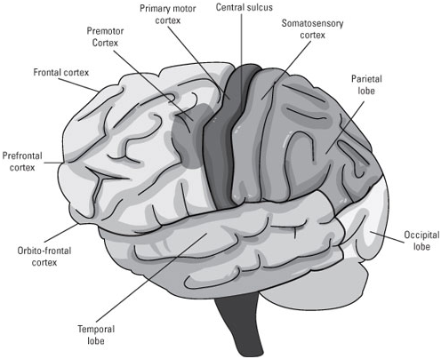 frontal lobe with desc